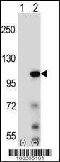 Anti-Elongin A Rabbit Polyclonal Antibody (AP (Alkaline Phosphatase))