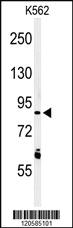 Anti-LRRN3 Rabbit Polyclonal Antibody