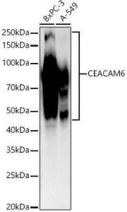 Western blot analysis of extracts of variou