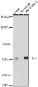 Immunoprecipitation analysis of 200 µg extracts of U-251MG cells using 3 µg of Anti-p53 Antibody (A11620). This Western blot was performed on the immunoprecipitate using Anti-p53 Antibody (A11620) at a dilition of 1:1000