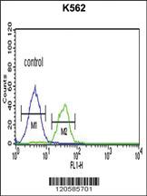 Anti-LRRN3 Rabbit Polyclonal Antibody