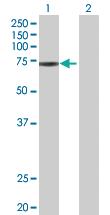 Anti-ZNF433 Mouse Polyclonal Antibody