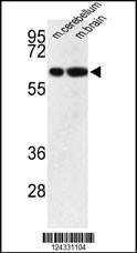 Anti-SLC17A6 Rabbit Polyclonal Antibody (AP (Alkaline Phosphatase))