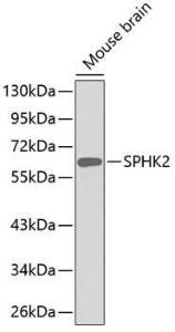 Western blot analysis of extracts of mouse brain, using Anti-SPHK2 Antibody (A11622). The secondary antibody was Goat Anti-Rabbit IgG H&L Antibody (HRP) at 1:10,000 dilution. Lysates/proteins were present at 25µg per lane. The blocking buffer used was 3% non-fat dry milk in TBST.