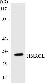 Western blot analysis of the lysates from RAW264.7 cells using Anti-HNRCL Antibody