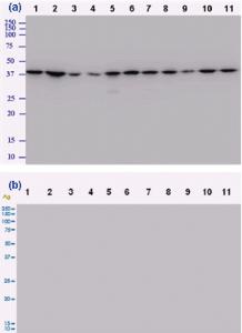 Anti-IgG Goat Polyclonal Antibody (HRP (Horseradish Peroxidase))