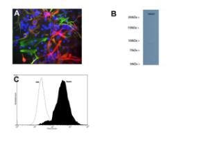 A: Mixed cultures of neonatal rat neurons and glia stained with BSENM-1385-100 (red), BSENC-1409-50 (green) and DNA (DAPI stain, blue).  B: Western blot in of developing rat brain (P18) homogenate probed BSENM-1385-100. C: Analysis of nesting expression in SH-SY5Y cells by Flow Cytometry.