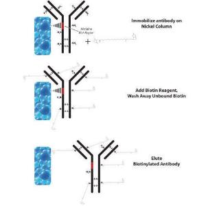 HOOK™ Kit de biotinylation IgG