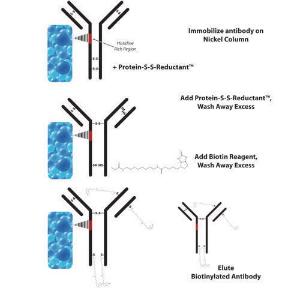 HOOK™ Kit de biotinylation IgG