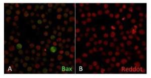 Immunofluorescent analysis of human Jurkat cells; Panel A: Stained with Anti-Bax Antibody [2D2] (CF and #174; 488) (Green); Panel B: Stained with Goat anti-Mouse IgG (CF and #174; 488); Nuclear counterstain is RedDot