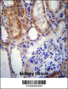 Anti-SUSD2 Rabbit Polyclonal Antibody (AP (Alkaline Phosphatase))