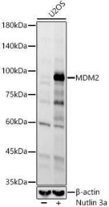 Antibody A305526-100 100 µl