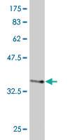 Anti-EIF3H Mouse Monoclonal Antibody [clone: 3B12]