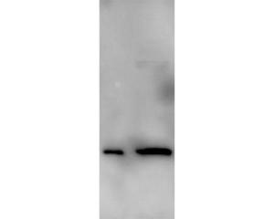 Western Blot image with Mouse monoclonal antibody to alpha Synuclein [3H9] BSENM-1402-100 on recombinant alpha-synuclein (left lane) and crude extract of mouse brain (right lane). Image courtesy Rogan Tinsley