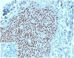 Antibody anti-MCM2 MCM23678 100 µg