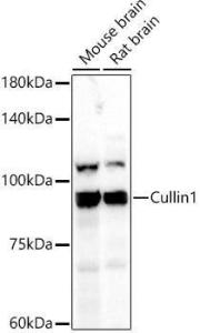 Western blot analysis of various lysates, using Anti-Cullin 1/CUL-1 Antibody (A306441) at 1:500 dilution