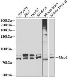 Western blot analysis of extracts of various cell lines, using Anti-Map2 Antibody (A3278) at 1:400 dilution