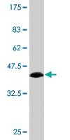 Anti-PIK3R4 Mouse Monoclonal Antibody [clone: 1B5]