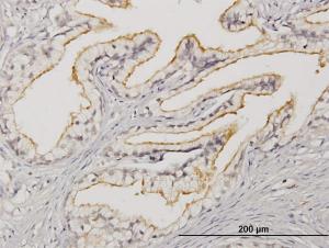 Anti-APOBR Mouse Monoclonal Antibody [clone: 2D7]