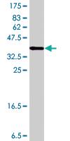 Anti-FMNL1 Mouse Polyclonal Antibody