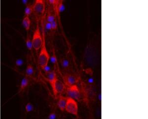 Image shows rat mixed neuron/glial cultures stained with Mouse monoclonal antibody to 14.3.3 protein eta BSENM-1572-100 antibody (red). Neuronal perikarya are very rich in 14.3.3 protein eta which has a diffuse cytoplasmic staining pattern. Blue is a DNA stain.