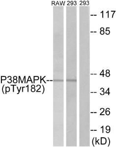 Anti-p38 MAPK alpha Rabbit Polyclonal Antibody