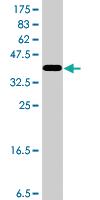 Anti-CKAP2 Mouse Polyclonal Antibody