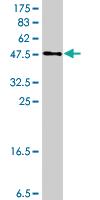 Anti-EBI3 Mouse Polyclonal Antibody