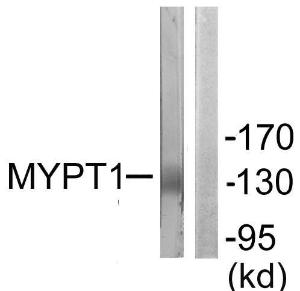 Anti-MYPT1 antibody