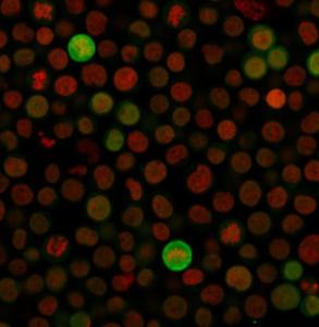 Immunofluorescent analysis of Jurkat cells stained with Anti-Bax Antibody [SPM336] followed by Goat Anti-Mouse IgG (CF&#174; 488) (Green). The nuclear counterstain is NucSpot.