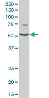 Anti-TRIM6 Mouse Polyclonal Antibody