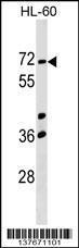 Anti-CCIN Rabbit Polyclonal Antibody (PE (Phycoerythrin))