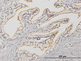 Anti-APOBR Mouse Monoclonal Antibody [clone: 2D7]