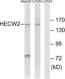 Antibody anti-HECW2 100 µg