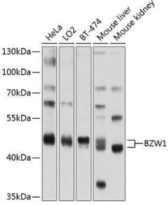 Western blot analysis of extracts of various cell lines, using Anti-BZW1/Protein Orf Antibody (A11639) at 1:1,000 dilution The secondary antibody was Goat Anti-Rabbit IgG H&L Antibody (HRP) at 1:10,000 dilution Lysates/proteins were present at 25 µg per lane