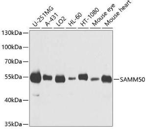 Western blot analysis of extracts of various cell lines, using Anti-SAMM50/SAM50 Antibody (A11642) at 1:1,000 dilution The secondary antibody was Goat Anti-Rabbit IgG H&L Antibody (HRP) at 1:10,000 dilution Lysates/proteins were present at 25 µg per lane