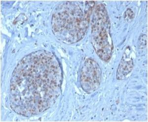 Immunohistochemical analysis of formalin-fixed, paraffin-embedded human pancreas tissue using Anti-MDM2 Antibody [MDM2/3277]