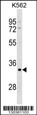 Anti-POU5F2 Rabbit Polyclonal Antibody