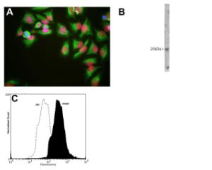 A: HeLa cells stained with BSENM-1702-100 (red), chickenl antibody to Vimentin (BSENC-1409-50, green). B: Blot of crude HeLa cell extract stained with BSENM-1702-100. C: Analysis of HMGB1 expression in human euroblastoma SH-SY5Y cell line by Flow Cytometry.