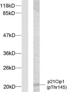 Western blot analysis of lysates from HeLa cells treated with EGF using Anti-p21 Cip1 (phospho Thr145) Antibody. The left hand lane represents a negative control, where the antibody is blocked by the immunising peptide