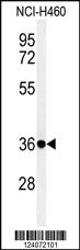 Anti-OR2T27 Rabbit Polyclonal Antibody