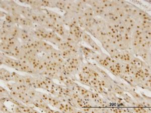 Anti-PBX3 Mouse Monoclonal Antibody [clone: 1A11]