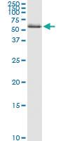 Anti-ZNF100 Mouse Monoclonal Antibody [clone: 3C3]