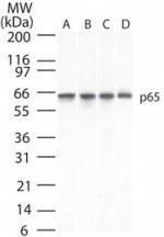 Anti-MUL1 Mouse Monoclonal Antibody [clone: 112A1021]