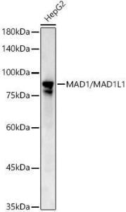 Western blot analysis of HepG2, using Anti-MAD1L1/MAD1 Antibody (A306444) at 1:500 dilution