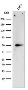 Western blot analysis of HeLa cell lysate using Anti-Cyclin A2 Antibody [E67]