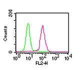 Anti-MUL1 Mouse Monoclonal Antibody [clone: 112A1021]