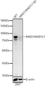 Western blot analysis of extracts from wild type(WT) and MAD1/MAD1L1 Rabbit polyclonal antibody knockdown (KD) 293T cells, using Anti-MAD1L1/MAD1 Antibody (A306444) at 1:500 dilution