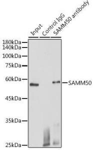 Immunoprecipitation analysis of 600 µg extracts of mouse heart cells using 3 µg of Anti-SAMM50/SAM50 Antibody (A11642) This Western blot was performed on the immunoprecipitate using Anti-SAMM50/SAM50 Antibody (A11642) at a dilution of 1:1000