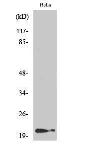 Western blot analysis of various cells using Anti-p21 Cip1 (phospho Thr145) Antibody